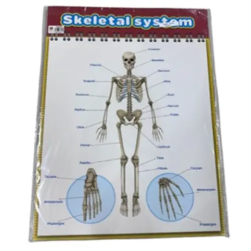 POSTER - SKELETAL SYSTEM