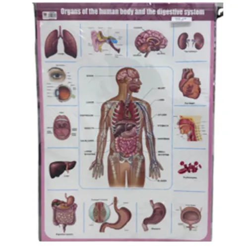 [363667] POSTER - ORGANS OF THE HUMAN BODY
